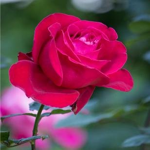 Romantic Red Rose Bouquet